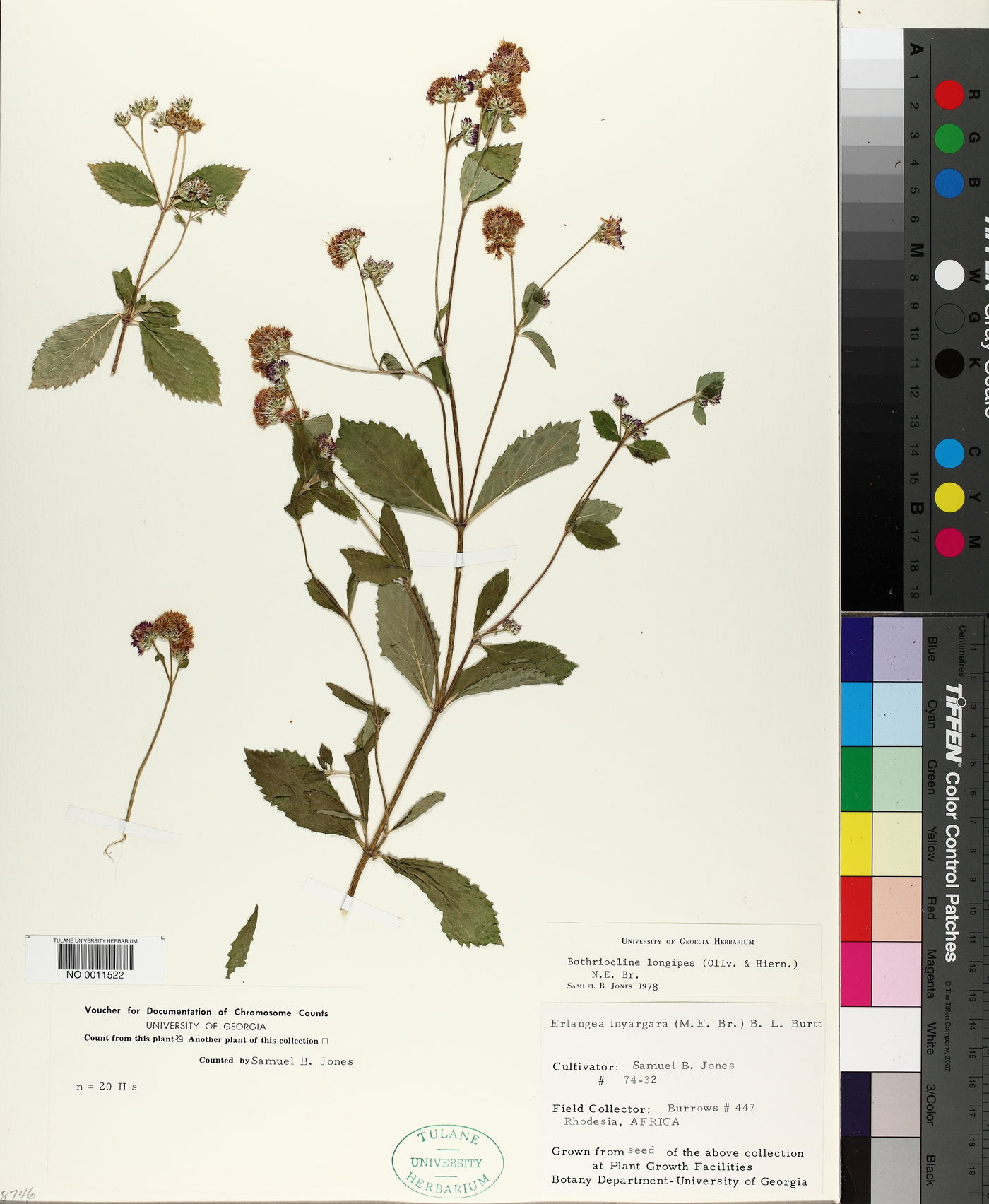 Bothriocline longipes image