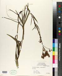 Vernonia texana image