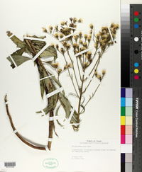 Vernonia texana image