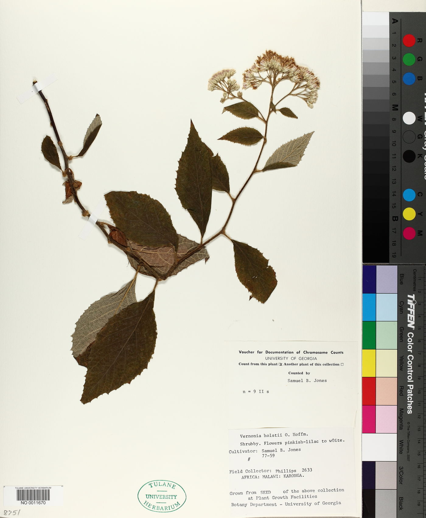 Vernonia holstii image