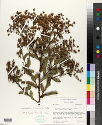 Vernonia brasiliana image