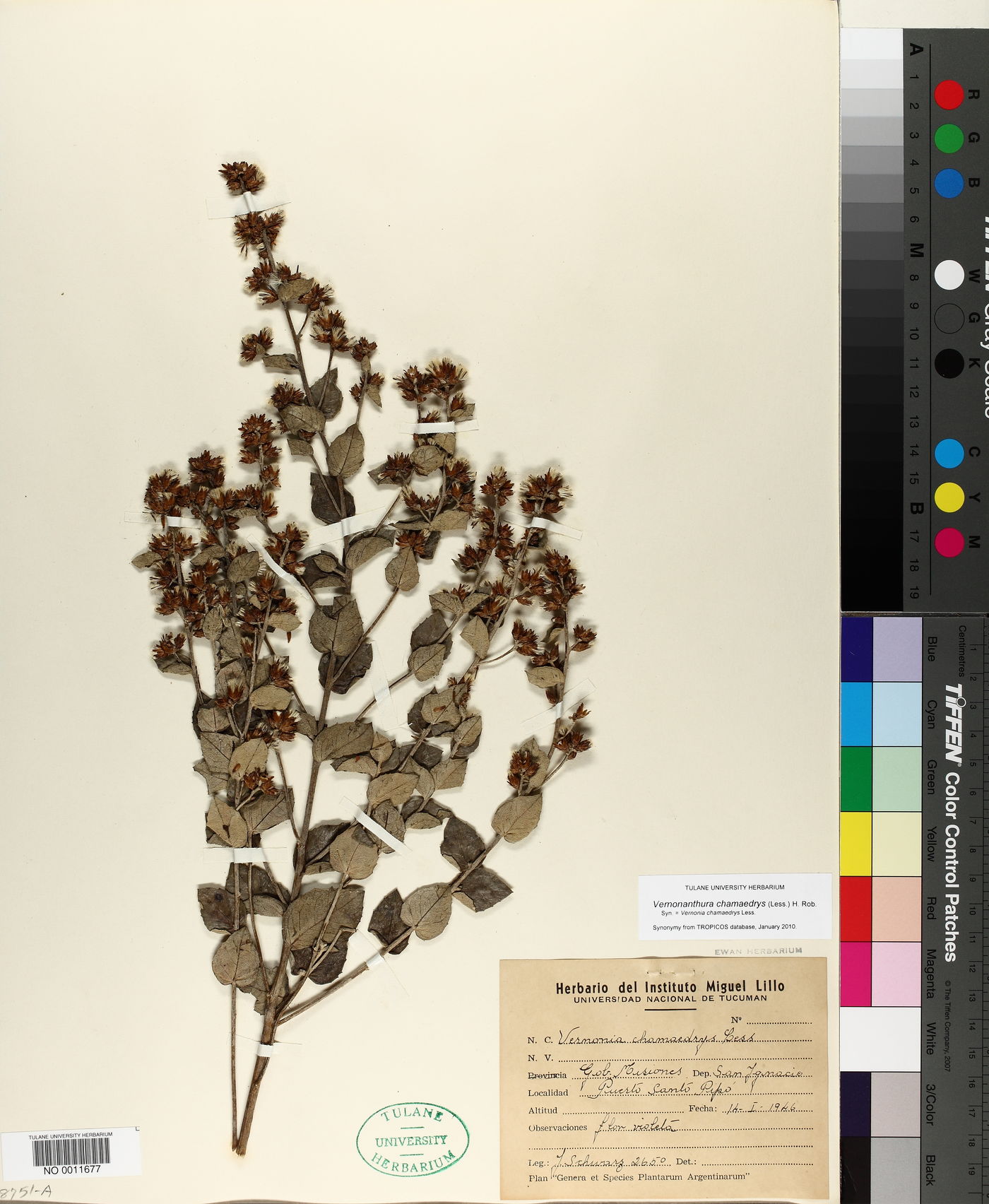 Vernonanthura chamaedrys image