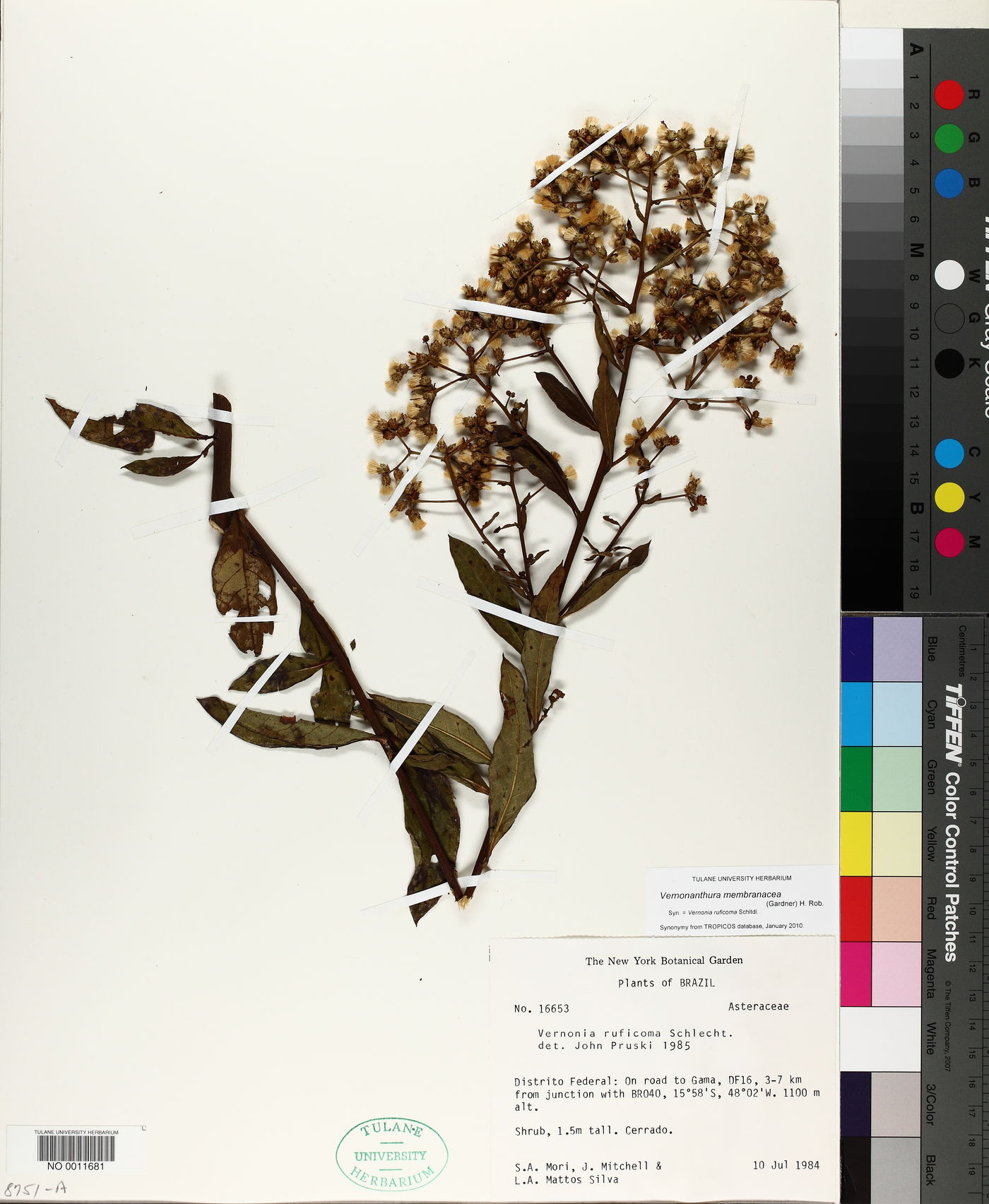Vernonanthura membranacea image