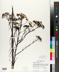 Vernonanthura nudiflora image
