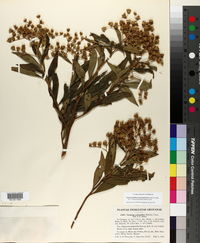 Vernonanthura phosphorica image