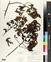 Image of Vernonia acuminata