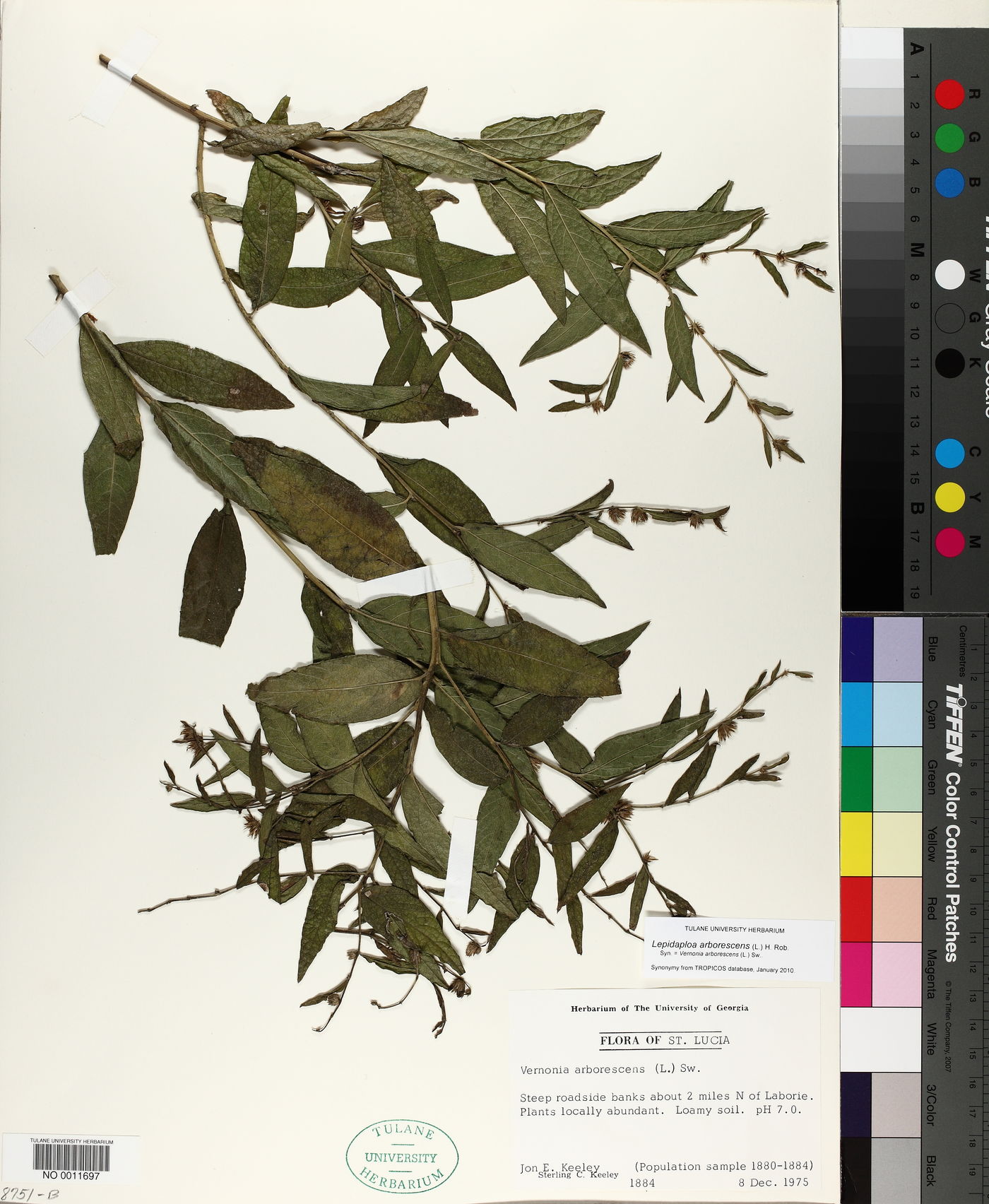 Lepidaploa arborescens image