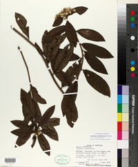 Image of Vernonia canescens