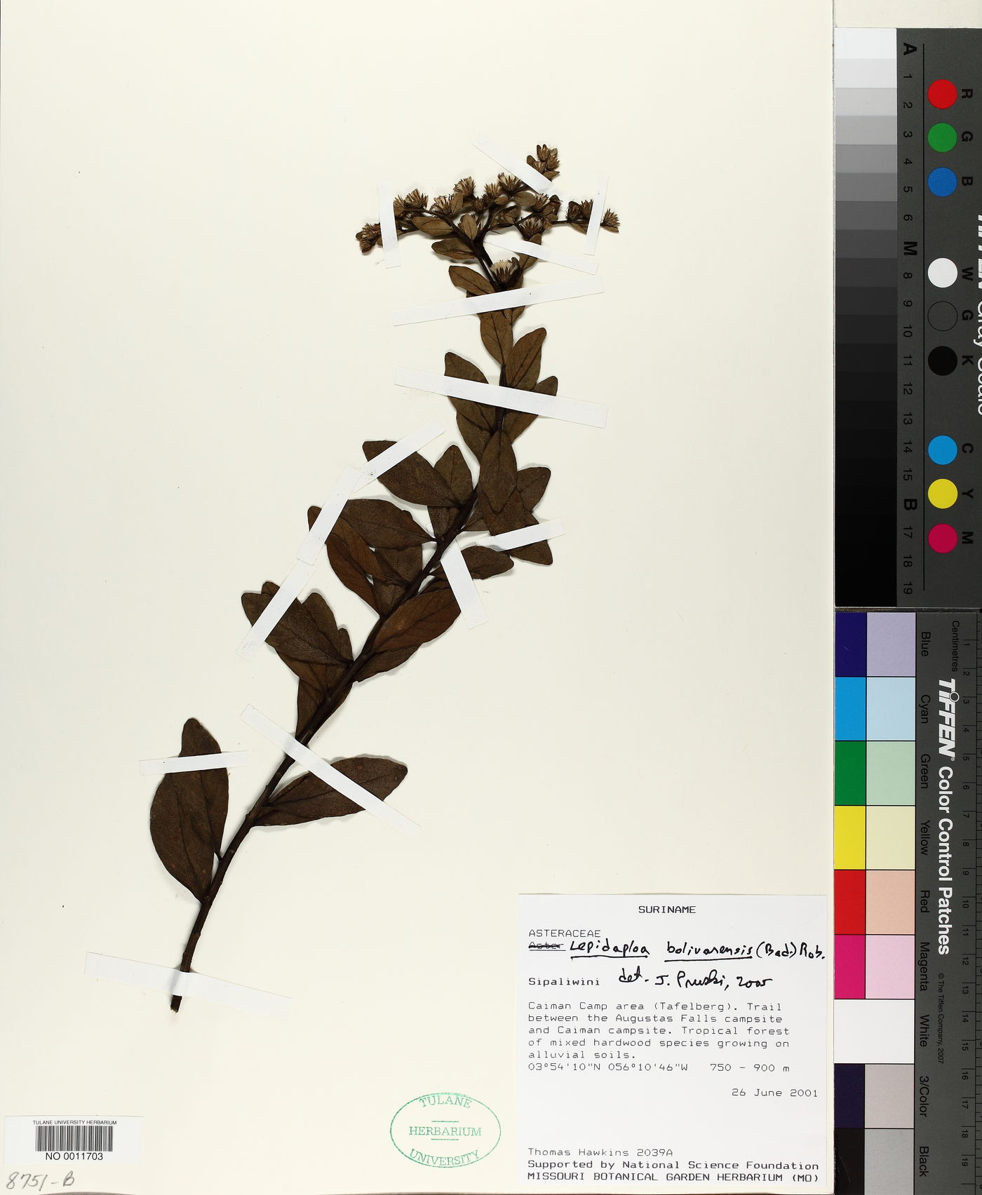 Lepidaploa bolivarensis image