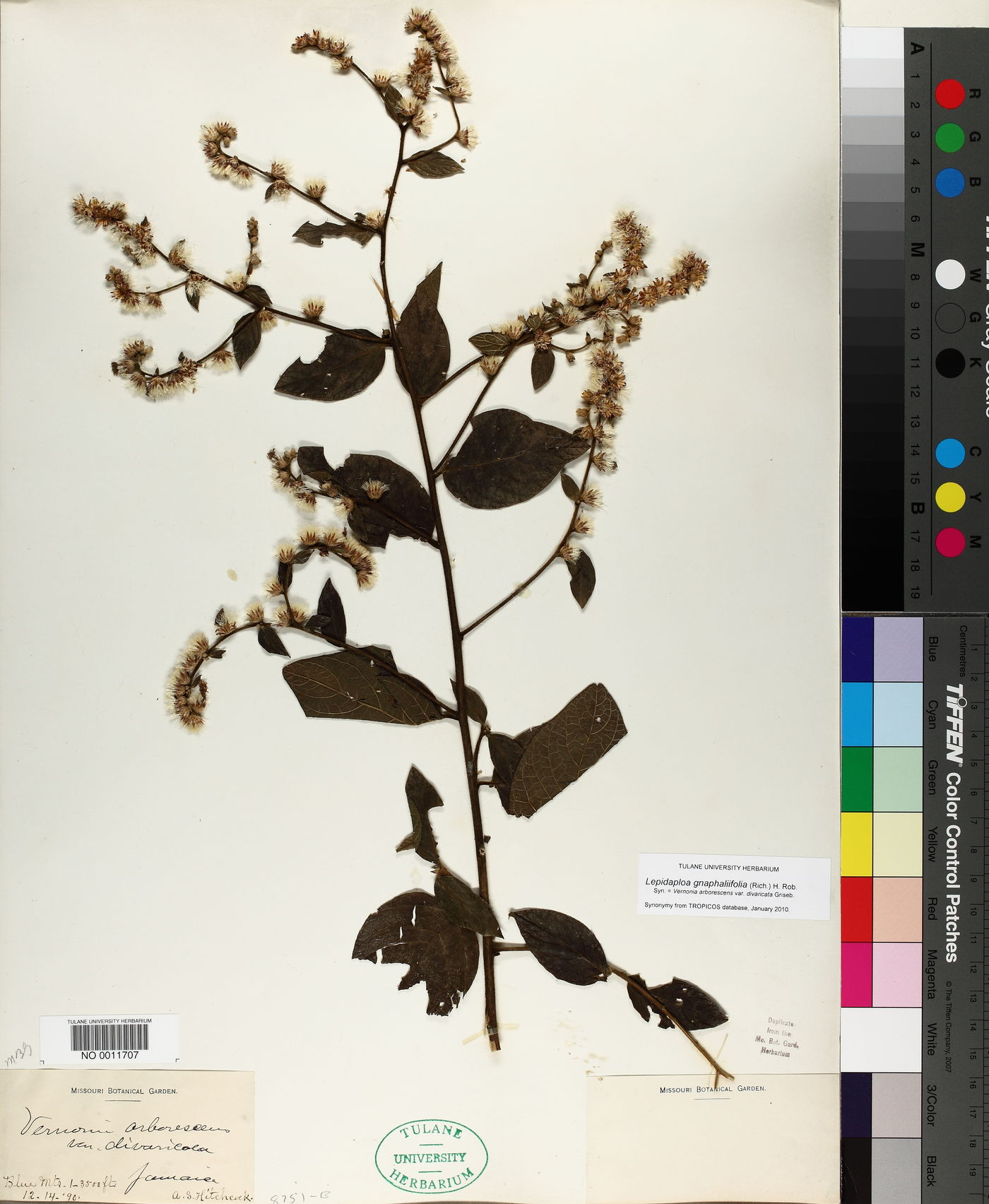 Lepidaploa gnaphaliifolia image