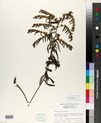 Vernonia sericea image
