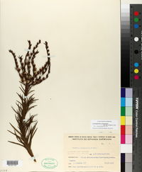 Lessingianthus polyphyllus image