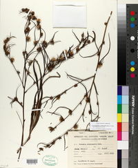 Lessingianthus rubricaulis image