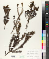 Image of Lychnophora passerina