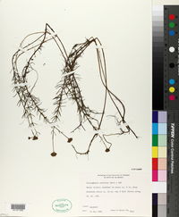 Sclerolepis uniflora image