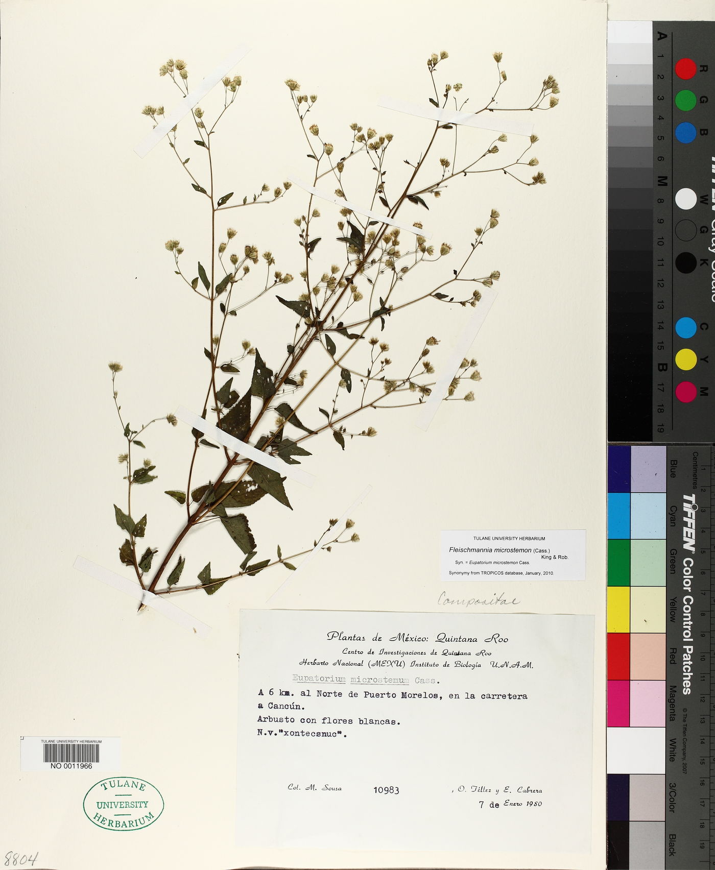 Fleischmannia microstemon image