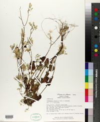 Image of Carminatia alvarezii