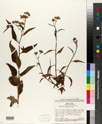 Image of Trichogonia salviaefolia