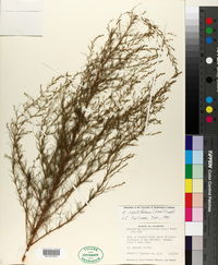 Eupatorium capillifolium image