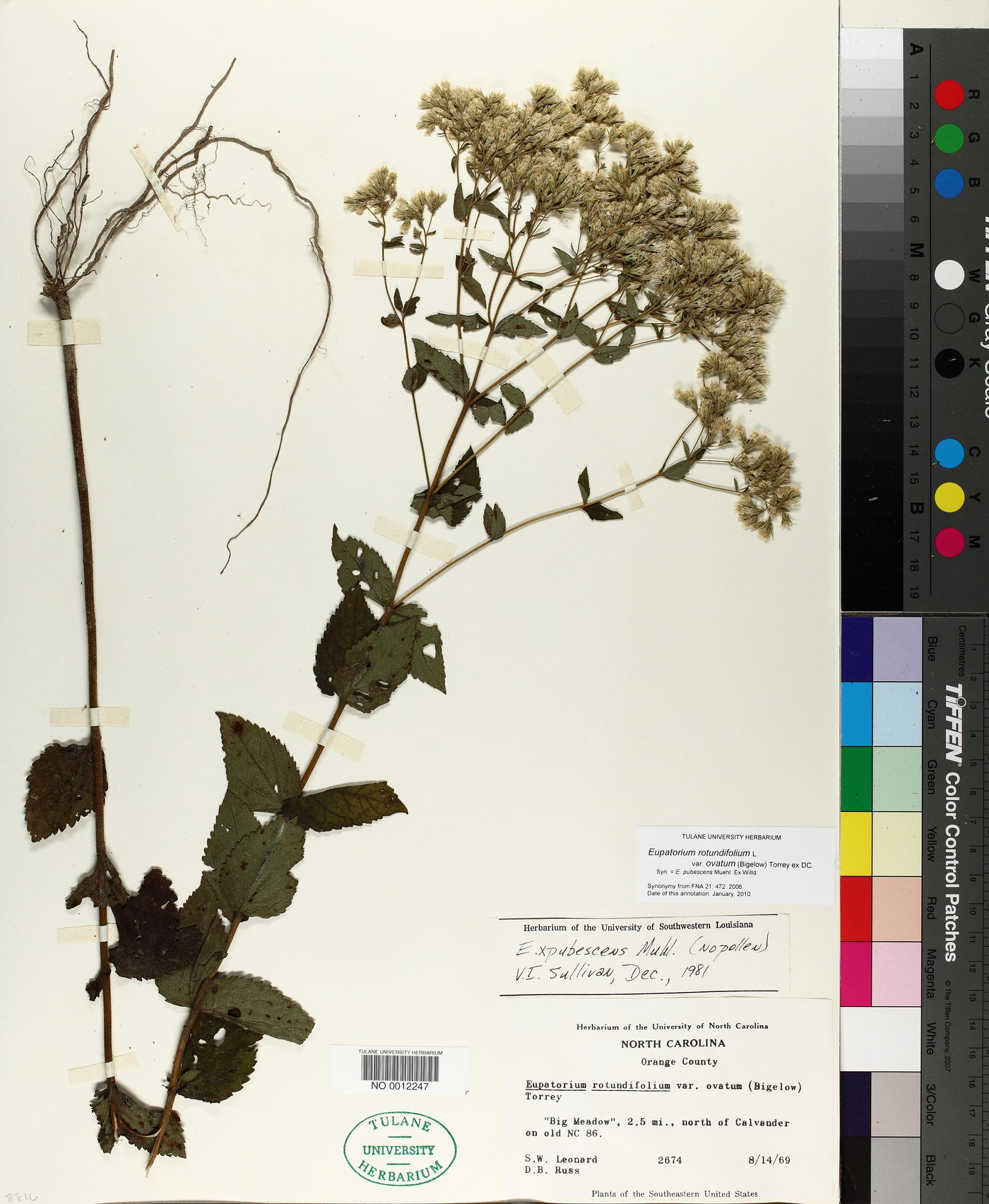 Eupatorium rotundifolium var. ovatum image