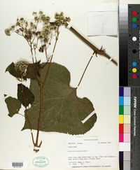 Image of Hebeclinium macrophyllum