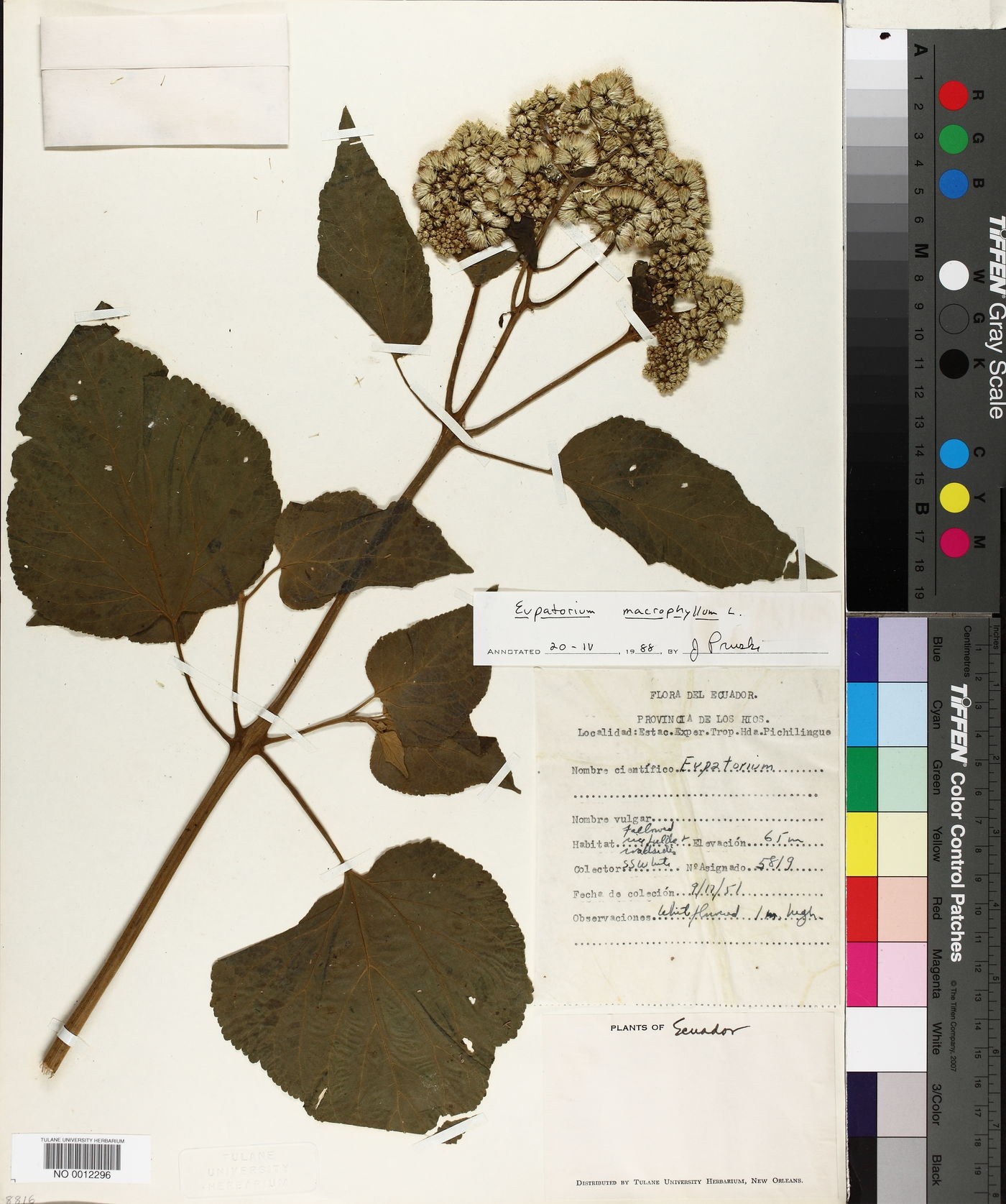 Eupatorium macrophyllum image
