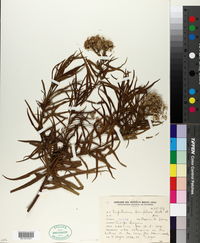 Eupatorium buniifolium image