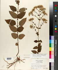 Ageratina aromatica image