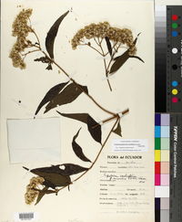 Austroeupatorium inulifolium image