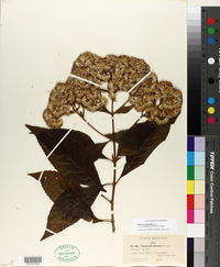 Image of Critonia daleoides