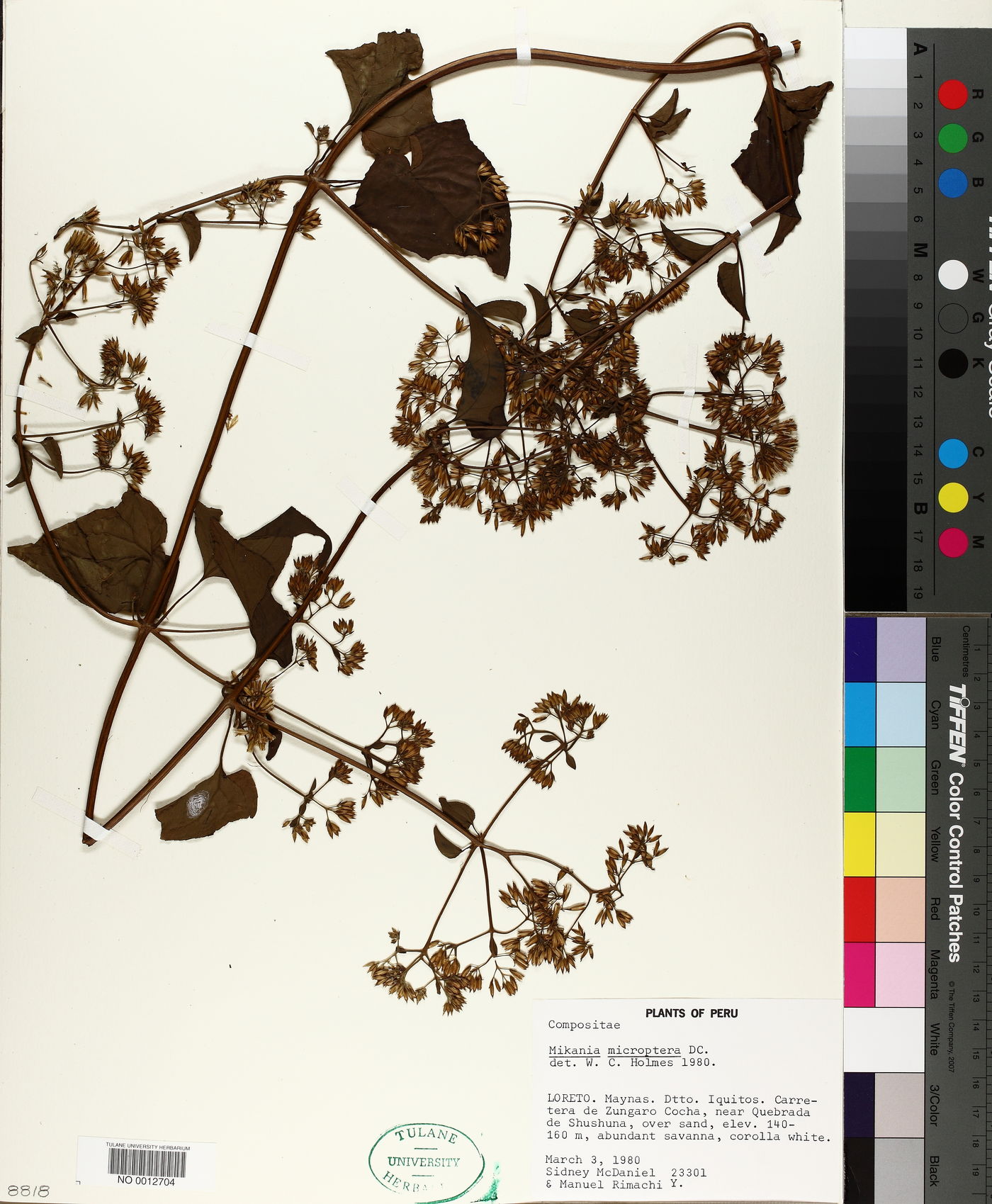 Mikania microptera image