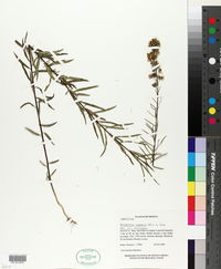 Brickellia scoparia image