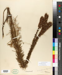 Liatris elegans image