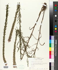 Liatris elegans image
