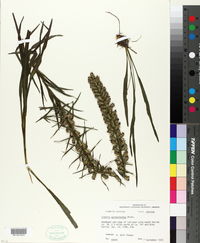 Liatris pycnostachya image