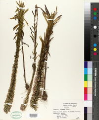Liatris elegans image
