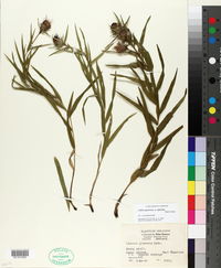 Liatris squarrosa image