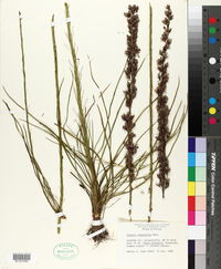 Liatris tenuifolia image