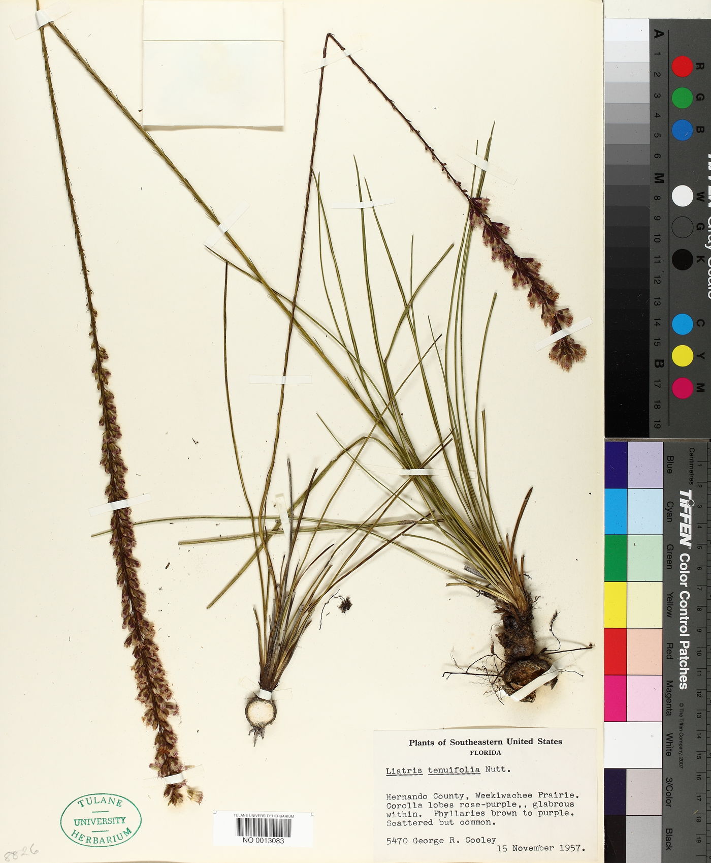 Liatris tenuifolia image