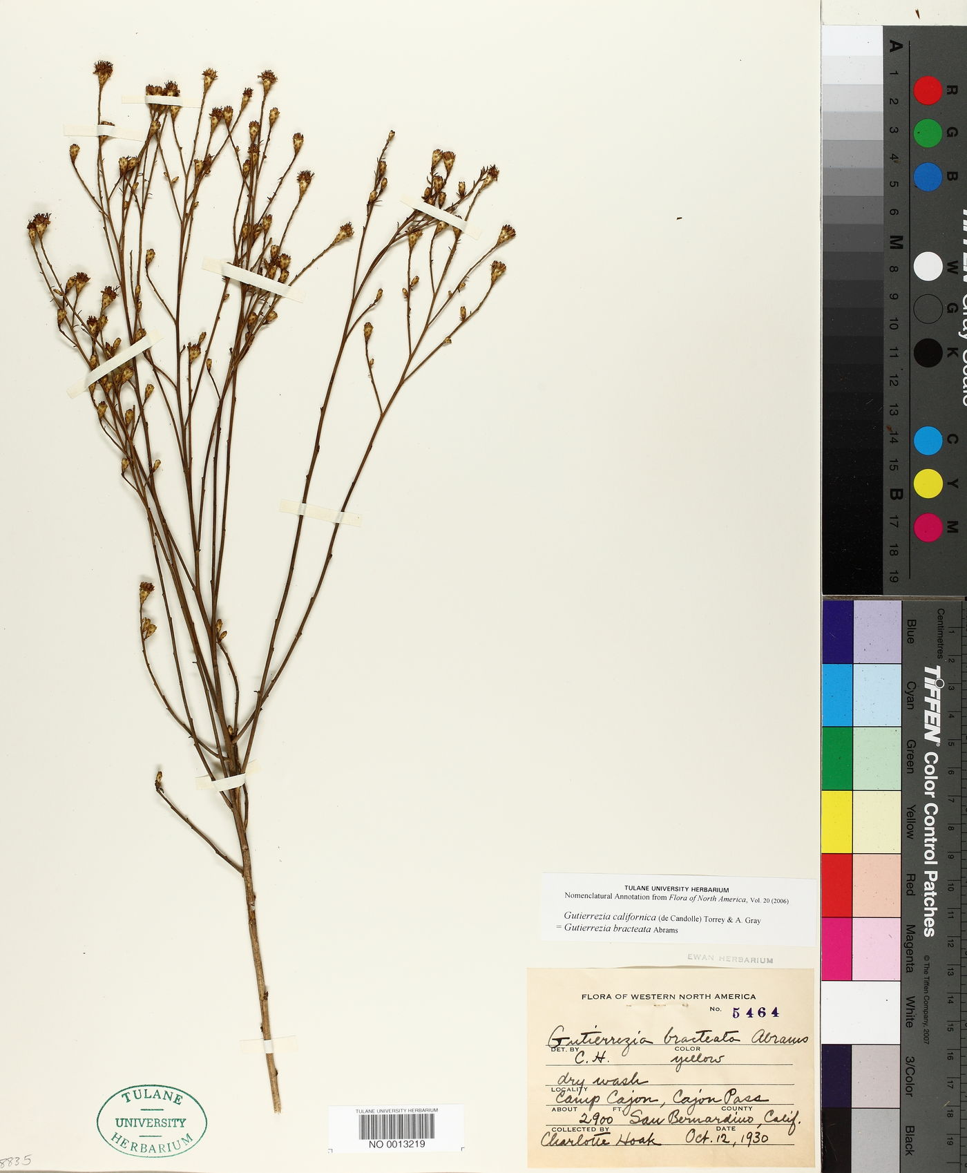 Gutierrezia californica image
