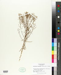 Gutierrezia sarothrae image