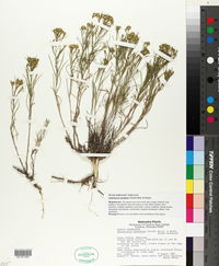 Gutierrezia sarothrae image