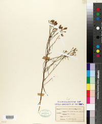 Gutierrezia sarothrae image