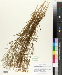Gutierrezia sarothrae image