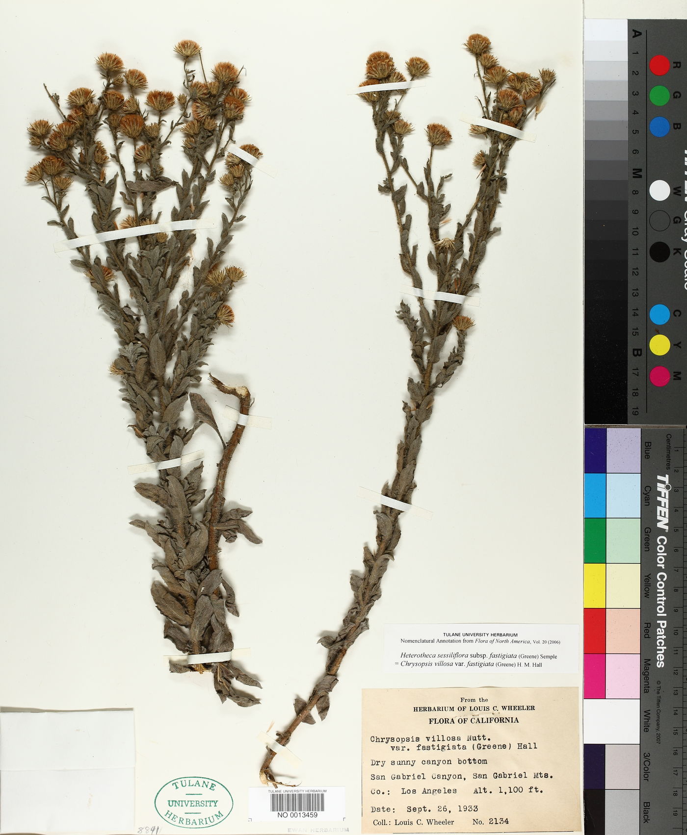 Heterotheca sessiliflora subsp. fastigiata image