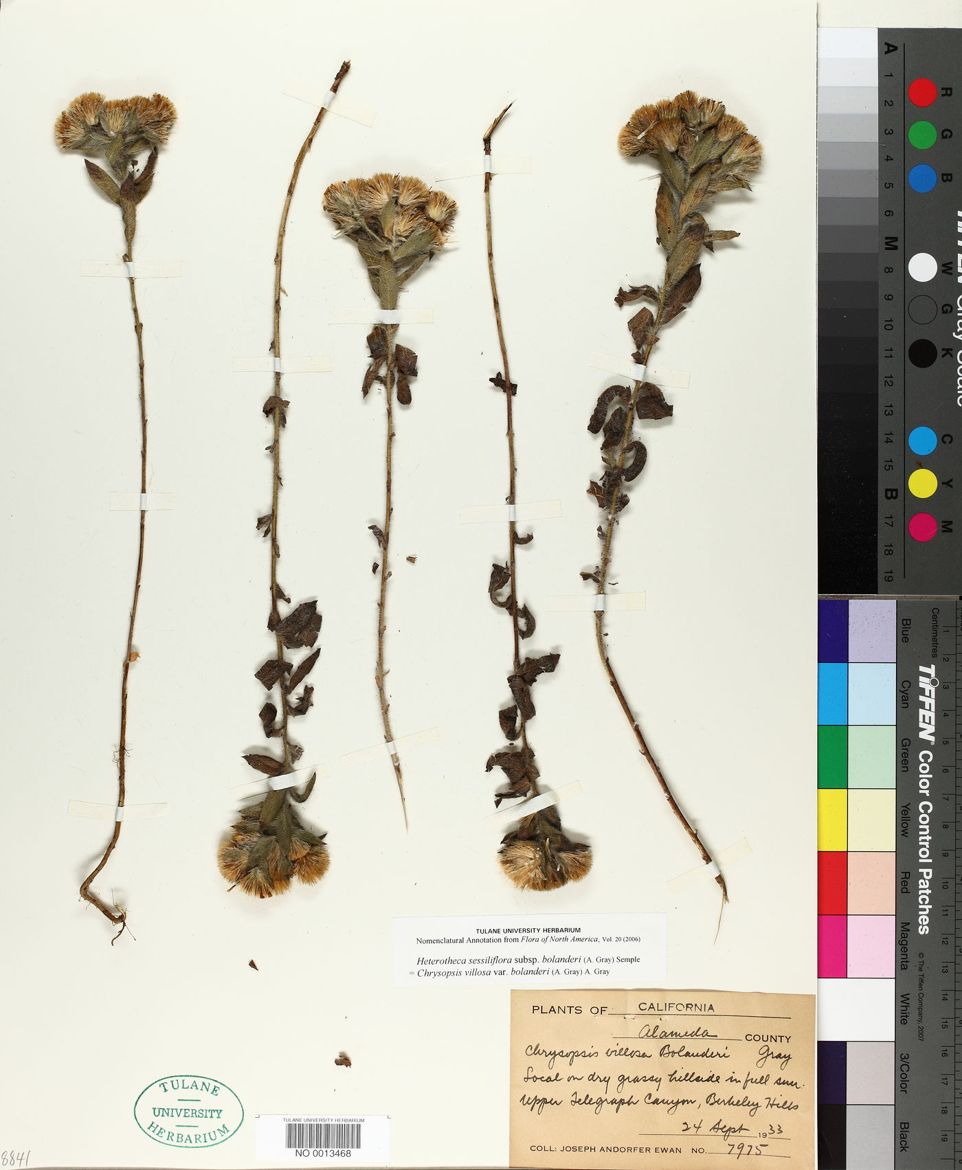 Heterotheca sessiliflora subsp. bolanderi image