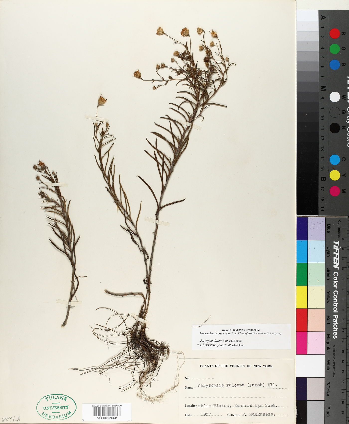 Pityopsis falcata image