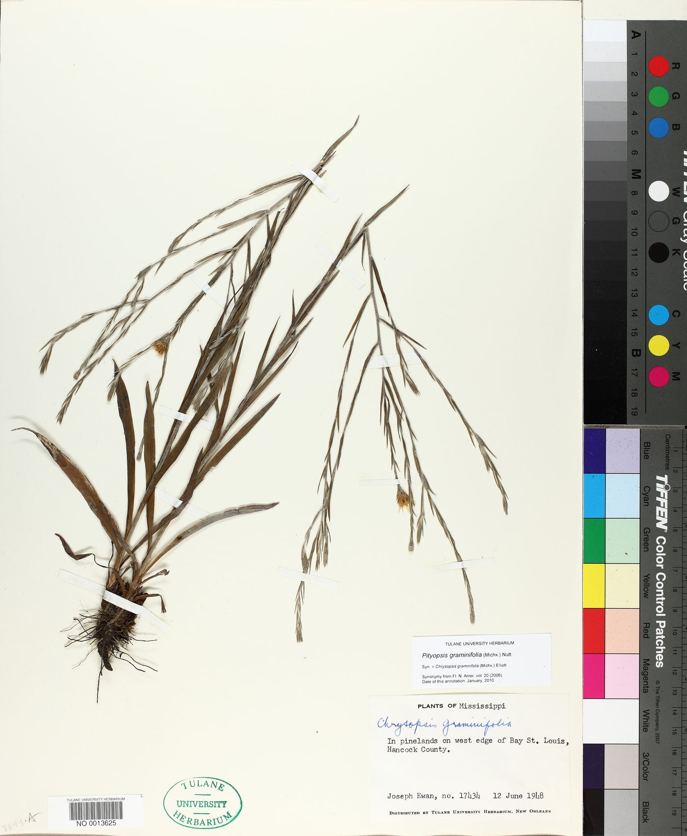 Pityopsis graminifolia image