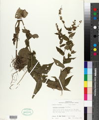 Solidago auriculata image