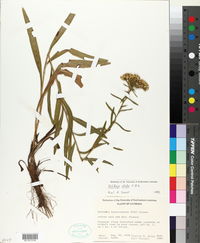 Solidago nitida image